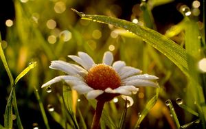 Preview wallpaper chamomile, flower, drops, grass