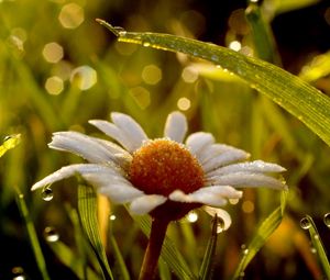 Preview wallpaper chamomile, flower, drops, grass