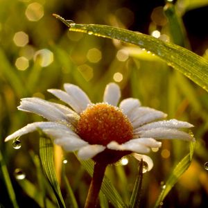 Preview wallpaper chamomile, flower, drops, grass