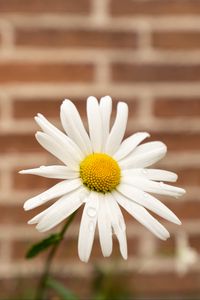 Preview wallpaper chamomile, flower, drops, petals