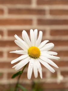 Preview wallpaper chamomile, flower, drops, petals