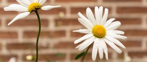 Preview wallpaper chamomile, flower, drops, petals