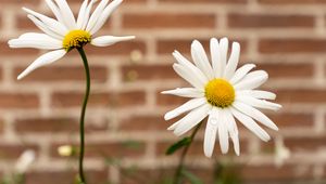 Preview wallpaper chamomile, flower, drops, petals