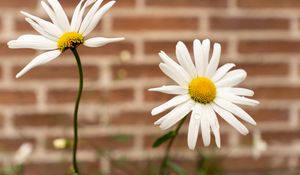 Preview wallpaper chamomile, flower, drops, petals