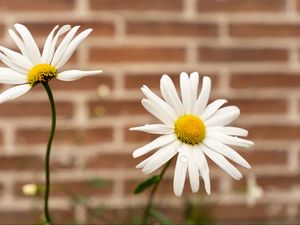 Preview wallpaper chamomile, flower, drops, petals