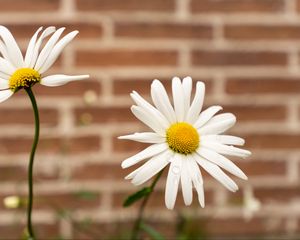 Preview wallpaper chamomile, flower, drops, petals