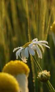 Preview wallpaper chamomile, flower, drops, dew, rain, macro