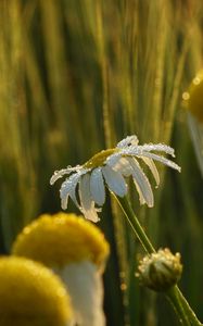 Preview wallpaper chamomile, flower, drops, dew, rain, macro