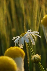 Preview wallpaper chamomile, flower, drops, dew, rain, macro