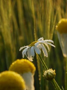 Preview wallpaper chamomile, flower, drops, dew, rain, macro