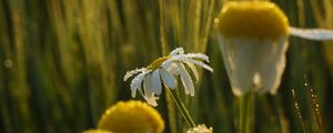 Preview wallpaper chamomile, flower, drops, dew, rain, macro