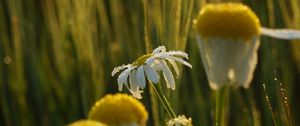 Preview wallpaper chamomile, flower, drops, dew, rain, macro