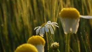 Preview wallpaper chamomile, flower, drops, dew, rain, macro