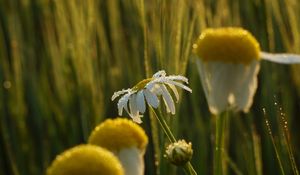 Preview wallpaper chamomile, flower, drops, dew, rain, macro