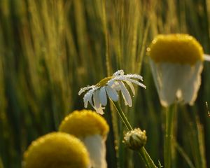 Preview wallpaper chamomile, flower, drops, dew, rain, macro