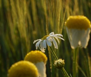 Preview wallpaper chamomile, flower, drops, dew, rain, macro