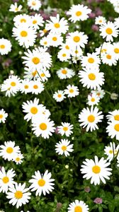 Preview wallpaper chamomile, flower, field, petals, grass, nature