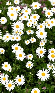 Preview wallpaper chamomile, flower, field, petals, grass, nature