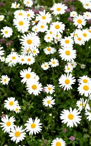 Preview wallpaper chamomile, flower, field, petals, grass, nature