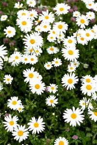 Preview wallpaper chamomile, flower, field, petals, grass, nature