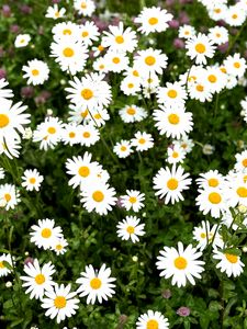 Preview wallpaper chamomile, flower, field, petals, grass, nature