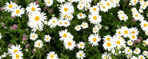 Preview wallpaper chamomile, flower, field, petals, grass, nature