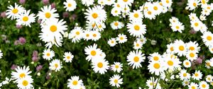 Preview wallpaper chamomile, flower, field, petals, grass, nature