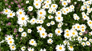 Preview wallpaper chamomile, flower, field, petals, grass, nature