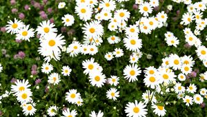 Preview wallpaper chamomile, flower, field, petals, grass, nature