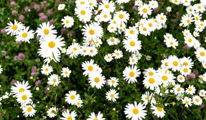 Preview wallpaper chamomile, flower, field, petals, grass, nature