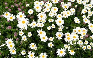 Preview wallpaper chamomile, flower, field, petals, grass, nature