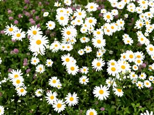 Preview wallpaper chamomile, flower, field, petals, grass, nature