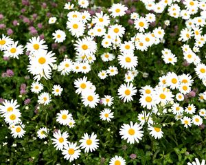 Preview wallpaper chamomile, flower, field, petals, grass, nature