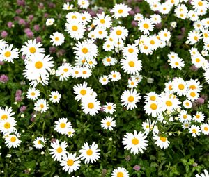 Preview wallpaper chamomile, flower, field, petals, grass, nature