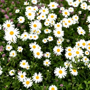 Preview wallpaper chamomile, flower, field, petals, grass, nature