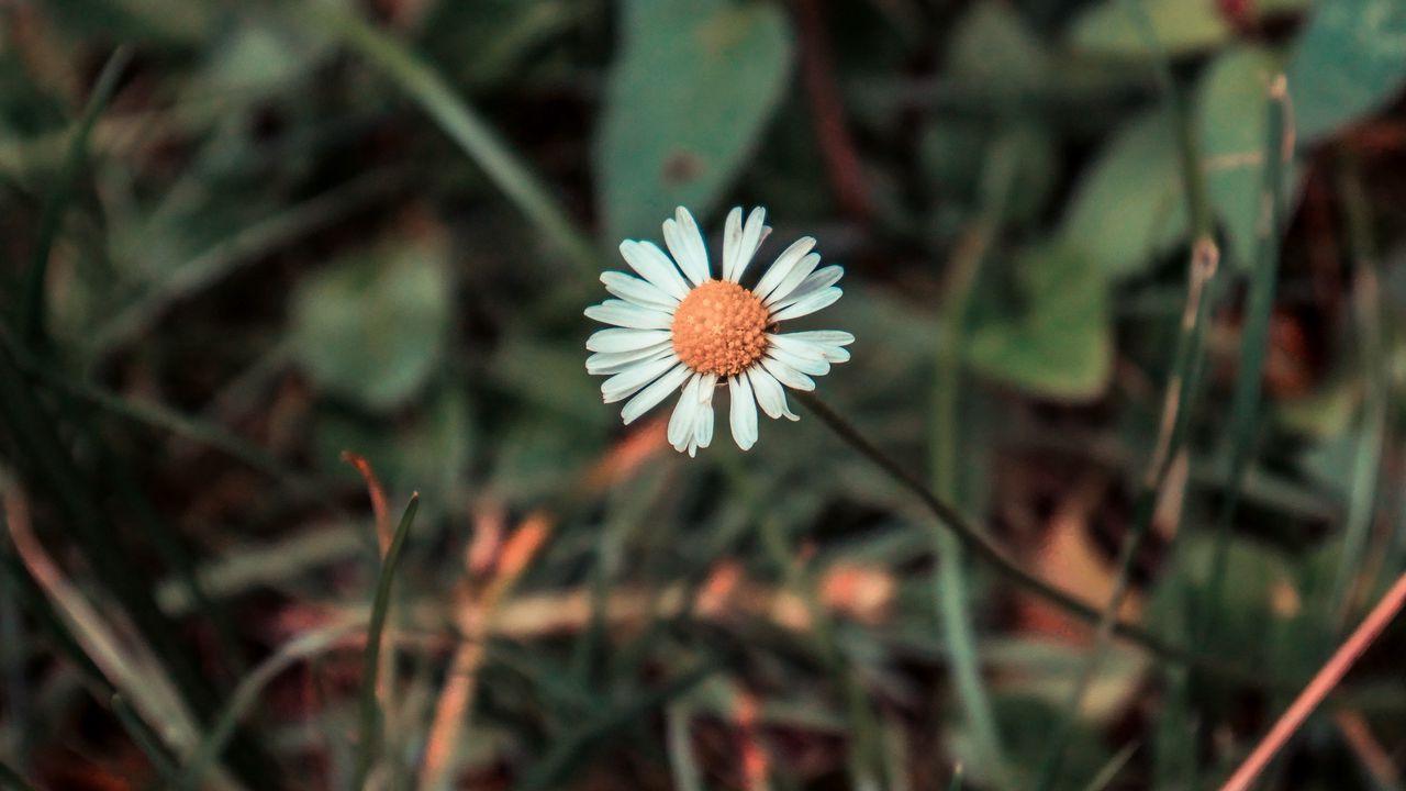 Wallpaper chamomile, flower, field flower, blur