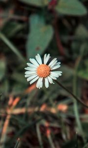 Preview wallpaper chamomile, flower, field flower, blur