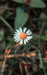 Preview wallpaper chamomile, flower, field flower, blur