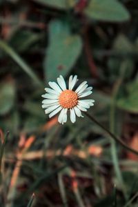 Preview wallpaper chamomile, flower, field flower, blur