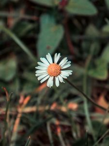 Preview wallpaper chamomile, flower, field flower, blur