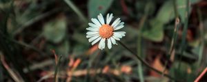 Preview wallpaper chamomile, flower, field flower, blur