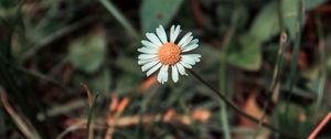 Preview wallpaper chamomile, flower, field flower, blur