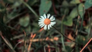 Preview wallpaper chamomile, flower, field flower, blur