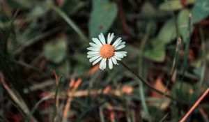 Preview wallpaper chamomile, flower, field flower, blur