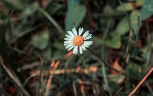 Preview wallpaper chamomile, flower, field flower, blur