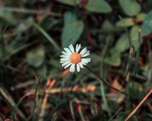 Preview wallpaper chamomile, flower, field flower, blur