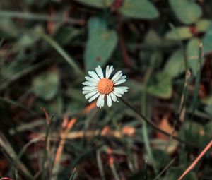 Preview wallpaper chamomile, flower, field flower, blur