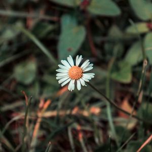 Preview wallpaper chamomile, flower, field flower, blur