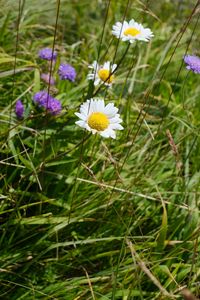 Preview wallpaper chamomile, flower, grass, macro