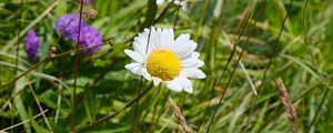 Preview wallpaper chamomile, flower, grass, macro